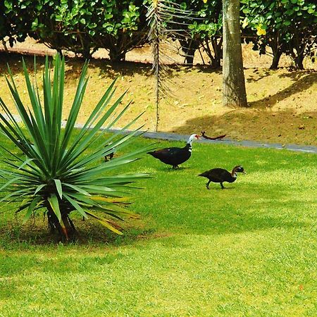 Holiday Homes Quinta Dos Curubas, Vila Franca Do Campo, Sao Miguel, Azores Eksteriør billede